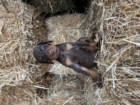 A şecereli babadan doberman bebekler
