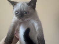 Scottish fold yavrularımız