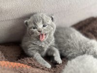 Erkek British Shorthair Sağlıklı Oyuncu