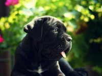 Asil Cane Corso Yavrular