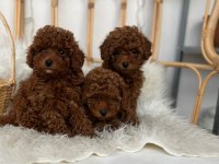 Toy poodle bebekler