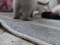 British shorthair karne hediyesi kediler