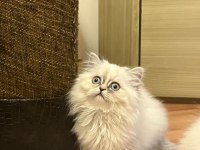 yavrumuz 08.08.2023 dişi british longhair iç-dış