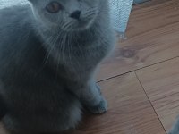 Scottish fold anne ve yavru sahiplendirilecektir