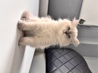 2,5 Aylık Erkek British Longhair yavrumuz