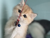 Çok özel son dişi golden british shorthair yavrumuz