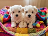 Maltese terrier minik bebekler