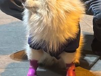 Pomeranian boo 1 yaşında