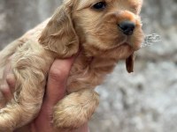 Cocker bebekler