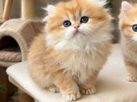 Prenses British Longhair Kız