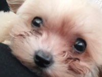 Aşıları yapılmıştır maltipoo