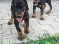 Kalite Ve Heybetin Birlieştiği Tek Cins Doberman