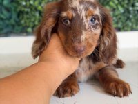 Longhair Merle Dachshund Yavru Köpeğimiz