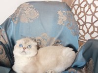 Muhteşem scottish fold güzellik