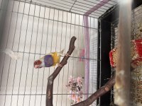 Erkek Mutasyon Goldian Finch