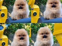 Yavru köpeğimiz pomeranian boo