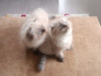 Safkan himalayan bir disi bir erkek yavrular