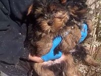 (SDK) Çiftlikten ırk garantili yorkshire terrier yavrular