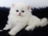 British longhair tostikim