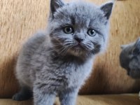 British shorthair 2 aylık bebek erkek