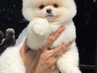 Biblo Pomeranian Boo Teddy Face