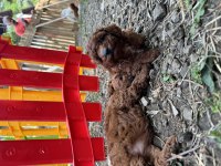 Toy poodle