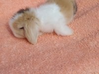 Hollanda teddy lop tavşanımız