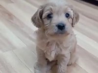 Maltipoo yavrular