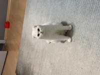 Scottish fold 3 yaşında