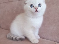 Scottish fold 2 aylık erkek
