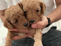 Rezerveye açık toy poodle yavrular