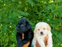 SİYAH VE BEYAZ MALTİPOO YAVRULARIM