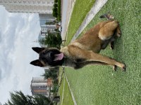 Belçika malinois