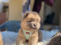 MÜKEMMEL SON KALAN CHOW CHOW YAVRULAR