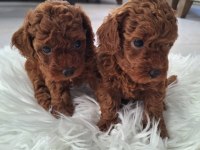 Kore kan poodle bebekler