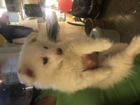 Dişi 1 buçuk aylık pomeranian