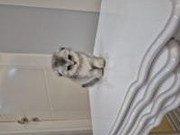 Scottish Fold Yavrularım 2 Aylık