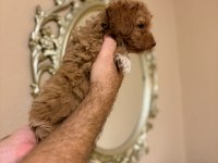 MINIK POODLE KURABIYELER
