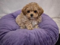 A KALİTE MALTİPOO YAVRULARIMIZ