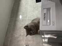 Kısır 8 aylık erkek british shorthair