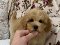 MİNİ BOY MALTİPOO