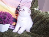 Daha güzel scottish fold yok