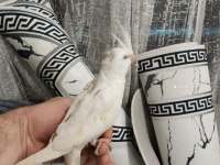 2 aylık yavru ele alışık büyük bir ihtimal erkek sultan