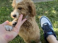 maltipoo kıvırcık turuncu bebek