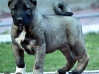 YAVRU VE YETİŞKİN ÜST SEVİYE KANGAL KÖPEKLER