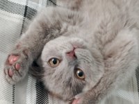 British shorthair yavrular