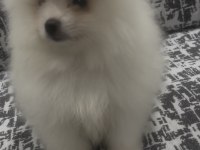 POMERANİAN BOO A KALİTE WC EĞİTİMİ VAR