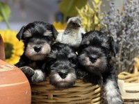 FCI Pedigreeli Miniature Schnauzer Yavruları