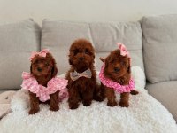 Gerçek Toy Poodle Yavruları Garantili