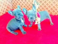 EXOTİC BLUE QUAD FRENCH BULLDOG YAVRULAR İZMİR